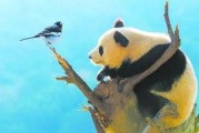 家养大熊猫会攻打人吗 大熊猫的天敌是谁