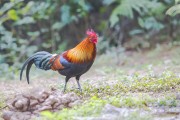 本地鸡多少钱一斤如题 谢谢了 (本地鸡多少钱一个)