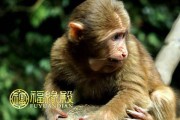 猴的寿命有多长 (猴的寿命有多长时间啊)