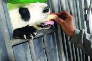 熊猫吃了人会击毙吗