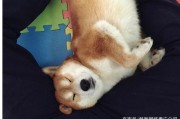 灰帽是指什么