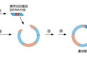载体反向衔接是什么意思 (载体反向衔接什么意思)