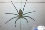 家里的蜘蛛有什么考究吗 (家里的蜘蛛有必要打死吗)