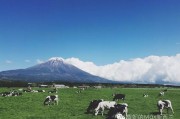 日本自由行还是跟团游？看完这篇文章你就知道了