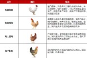 白羽鸡批发多少钱一斤 (白羽鸡批发多少一斤)