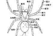 蜘蛛匍匐是什么 (蜘蛛匍匐是什么意思)