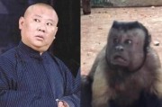 猴子长成国字脸的几率有多高 浙江生物园一猴子长着国字脸络腮胡走红 (猴子长成国字了吗)