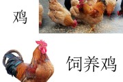 土鸡的体严重概多少 什么是土鸡 (土鸡常见病的症状及防治)