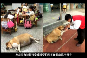 新北一小学校犬过度投喂变身“校猪”
