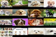 狗狗名字吉利喜气财旺 狗狗寓意发财又顺利的名字 (狗狗名字吉利好运财旺)