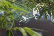 熊猫无关的资料