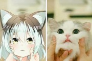 当猫咪遇上二次元，奶萌小奶猫与凶恶小黄猫，双倍快乐萌翻你