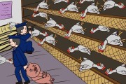一只活公鸡多少钱一斤 (一只活公鸡多少斤)