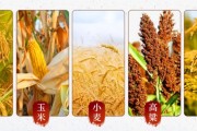 重要有哪几种方法 SEO是什么意思 (重要的种类)