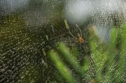 蜘蛛网能逮住哪些益虫 (蜘蛛网能逮住蜂子吗)