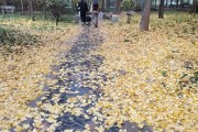 落叶知人意，秋寒纷归根：立冬后的北方原野之美