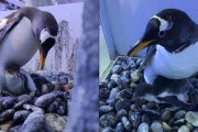 企鹅妈妈把企鹅蛋生下由企鹅爸爸孵化 这是为什么