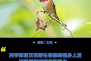 蜂鸟反击里的顾曼婷是谁表演的