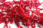 红虫饵有哪些用法 虫饵在垂钓中很经常出现的一种饵料 野外钓鲫鱼 (红虫饵主要钓什么鱼)