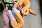 python的爬虫框架有哪些 (python怎么读)