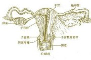 目前属于背阴行业的有 (背阴的地方有哪些植物)
