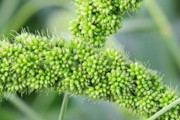 12种提高谷歌排名的方法 (提高谷物类食物营养价值的途径)