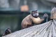 黑帽悬猴是几级包全生物 (黑帽悬猴是几级保护动物)