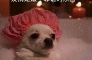 耽美用语 片面一点的 英文缩写的意思