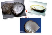 珍珠染色和提升的区别 (珍珠染色和提纯的区别)