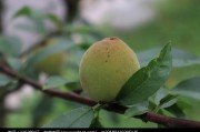 青桃app推行赚佣金的方法 青桃app怎样推行赚钱 (青桃是什么)