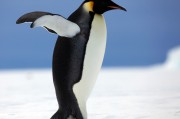penguin怎样读 (penguin怎么读)