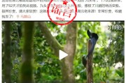 九头鸟seo九头鸟SEO简介 (九头鸟湖北佬是什么意思)