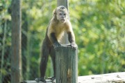 黑帽悬猴为何走红 国字脸 天津生物园 (黑帽悬猴聪明吗)