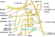 请问神经迷信是学什么 (神经迷思)