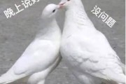 怎样开局 如今想自己学做SEO提升 我花钱请人做了一个网站 (如何开局)