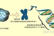 基因好是什么意思 (基因好是什么决定的)