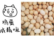 要污，不要优雅！来人啊，上跳蛋！