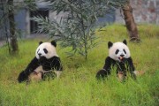 熊猫公司做什么