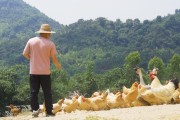 散养土鸡十大种类 (散养土鸡十大品种图片)