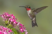 hummingbird是什么意思 (humming)