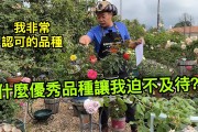 罕用方法有哪些 seo优化是什么意思 (罕用是什么意思)