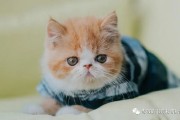 书友们的最爱！搞笑文沙雕风小说系列盘点，精选佳作，满足你的阅读需求