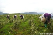 什么是链接农场 SEO入门 (链接农场(link farms)是怎么回事儿?)