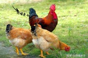 土鸡蛋和饲养鸡蛋营养一样吗 (土鸡蛋和饲养鸡蛋哪个营养价值高)