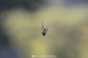 百度蜘蛛是怎么抓取一个网站内容的 (百度蜘蛛是怎样来判断文章质量的)