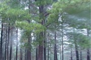 树立名目环境治理的全环节 步骤 程序详细是什么