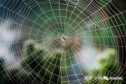 Web 是什么意思 (web是什么的简称)