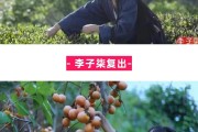 李子柒爆红面前的 资本推手 (李子柒火了)