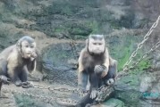 国字脸 浙江一猴子长了 走红 为何会有这么多人关注此猴子的形状 (国字脸艺人)