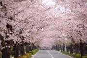 日本樱花为何如此迷人？从动漫中的樱花场景说起